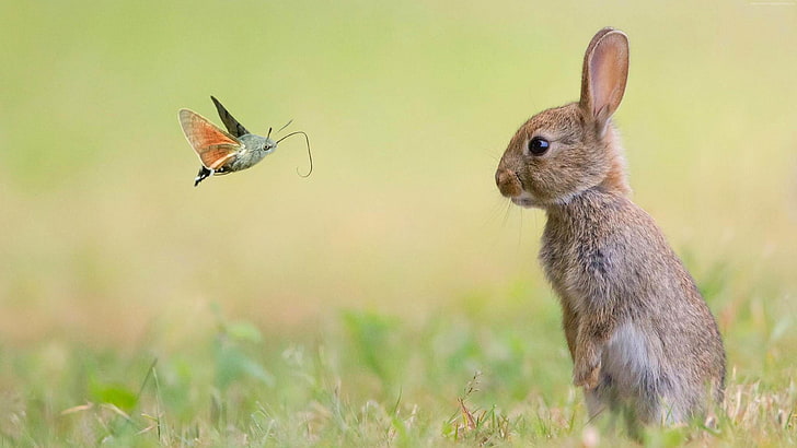 кролик, бабочка, лица, трава, животные, поле, млекопитающее, живая природа, заяц, усы, прерии, луга, чудо, HD обои