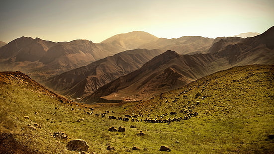 colline brune, nature, paysage, collines, animaux, moutons, champ, Fond d'écran HD HD wallpaper