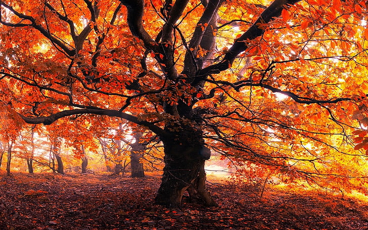 árvore de folha de bordo marrom, paisagem, natureza, árvores, floresta, folhas, névoa, manhã, outono, vermelho, amarelo, laranja, HD papel de parede