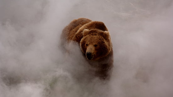 Grizzly Bear Bear Fog Mist HD, สัตว์, หมอก, หมอก, หมี, กริซลี่ย์, วอลล์เปเปอร์ HD HD wallpaper