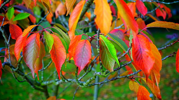 الخريف ، ألوان الخريف ، أوراق الخريف ، الأوراق الملونة ، الأوراق ، المقربة، خلفية HD