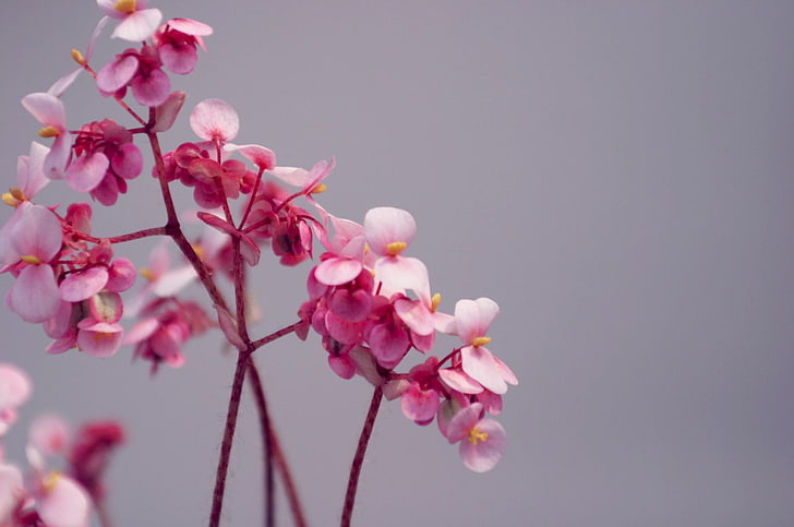 ดอกไม้สีชมพูดอกไม้ดอกไม้สีชมพู, วอลล์เปเปอร์ HD