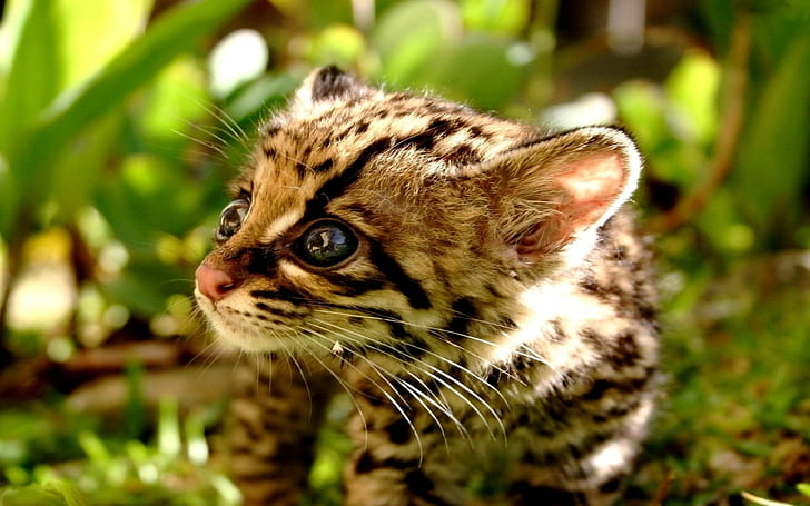 Baby, Cub, Kitten, Cheetah, Tapety HD
