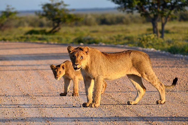 two brown lions, lion, lion cub, road, HD wallpaper