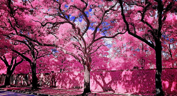 Bright One, albero di ciliegio, carino, magico, natura, bello, amore, rosa, alberi, parco, all'aperto, romantico, cielo blu, onirico, Sfondo HD