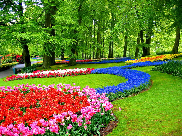 キューケンホフ公園、赤、ピンクのチューリップ畑、鮮度、チューリップ、庭、緑、花、春、森、カラフル、新鮮、夏、路地、素敵、 HDデスクトップの壁紙