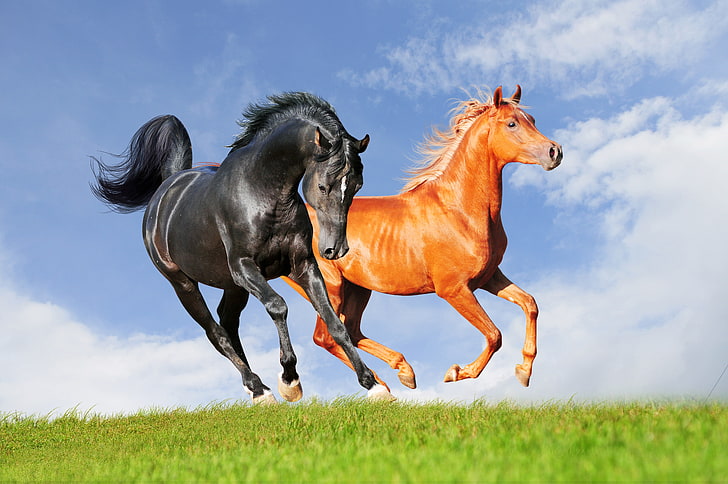 two brown and black horses, the sky, grass, clouds, horse, allure, HD wallpaper