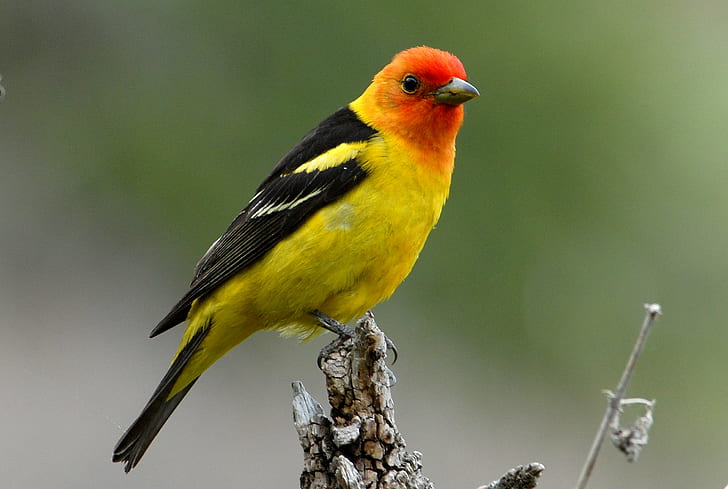 fotografia płytkiej ostrości żółtego, czarnego i pomarańczowego ptaka, ptaka, zwierzęcia, dzikiej przyrody, przyrody, żółtego, zwierząt na wolności, Tapety HD