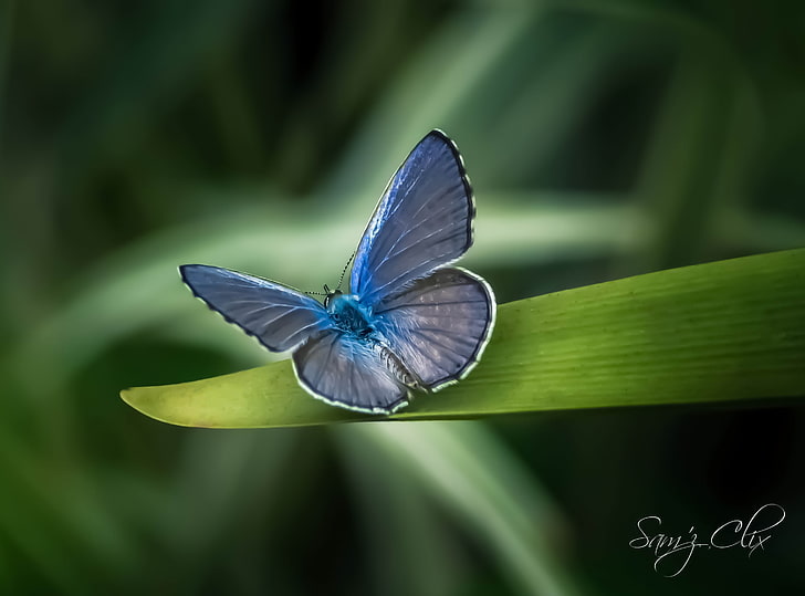 Upon A Dream, borboleta azul comum, Animais, Insetos, HD papel de parede