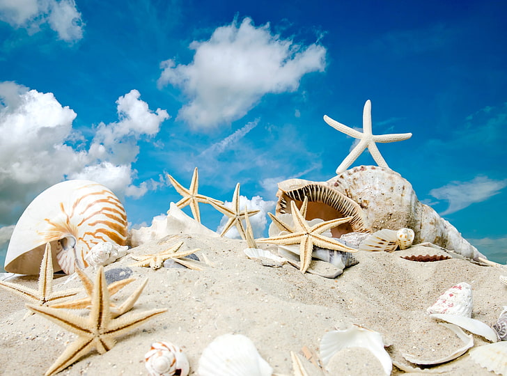 assorted white sea shells, sand, sea, beach, the sun, stars, shell, summer, sunshine, sky, seashells, starfishes, HD wallpaper