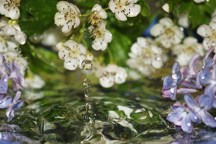 bunga petaled putih dan ungu, bunga, air, tetes, ungu, Wallpaper HD