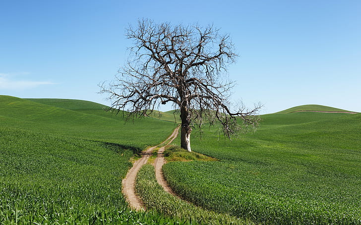 withered tree beside dirt pathway during daytime, withered, pathway, daytime, Palouse, dirt road, fields, rural, landscape, nature, lone tree, Pacific Northwest, Canon EOS 5D Mark III, westrock, Canon EF, 70mm, f/2, USM, washington, hill, rural Scene, agriculture, tree, field, meadow, green Color, summer, sky, outdoors, grass, land, farm, scenics, landscaped, HD wallpaper