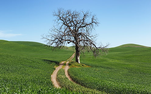 withered tree beside dirt pathway during daytime, withered, pathway, daytime, Palouse, dirt road, fields, rural, landscape, nature, lone tree, Pacific Northwest, Canon EOS 5D Mark III, westrock, Canon EF, 70mm, f/2, USM, washington, hill, rural Scene, agriculture, tree, field, meadow, green Color, summer, sky, outdoors, grass, land, farm, scenics, landscaped, HD wallpaper HD wallpaper