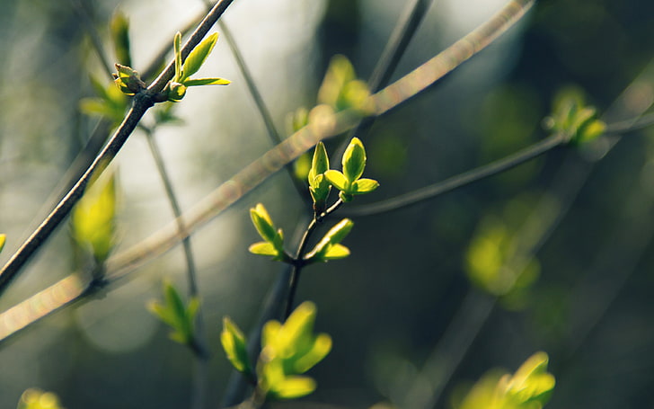primavera, congedo, verde, natura, bokeh, albero, Sfondo HD