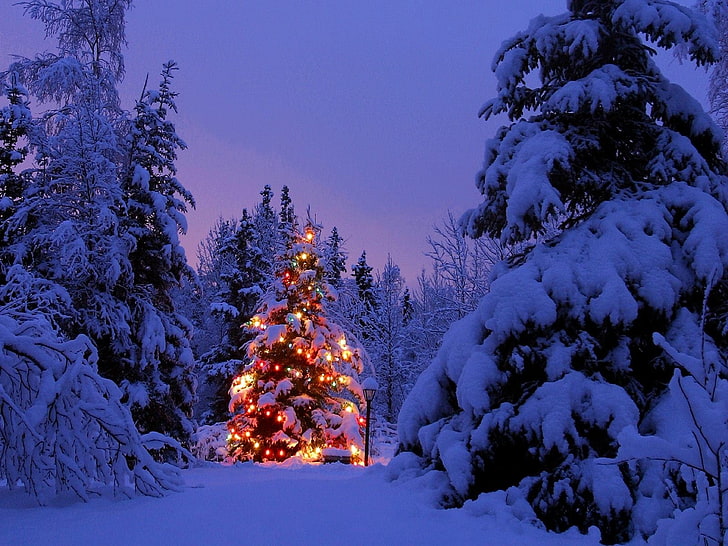 борови дървета и нишки, Коледа, коледно дърво, зима, сняг, коледни светлини, гора, HD тапет