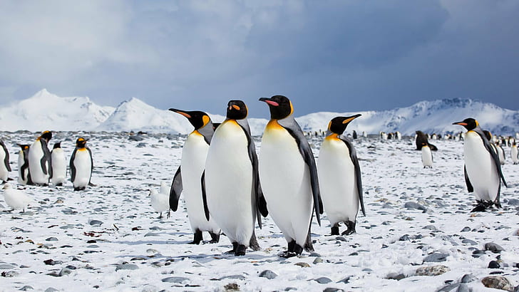 closeup photo of four penguins at snow field during daytime, penguin group, small, closeup, photo, penguins, snow field, daytime, antarctica, antarctic, penguin, bird, south Pole, nature, wildlife, gentoo Penguin, colony, polar Climate, animal, snow, flightless Bird, waddling, cold - Temperature, HD wallpaper