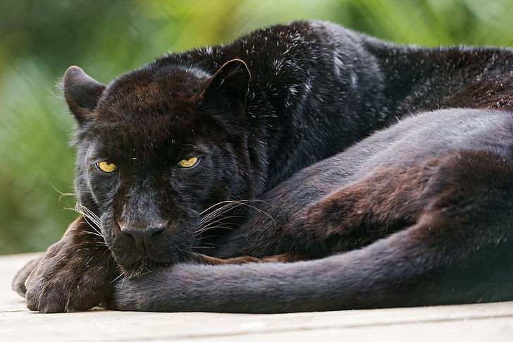 черно-серый наземный зверь, кот, чёрный, пантера, леопард, © Tambako The Jaguar, HD обои