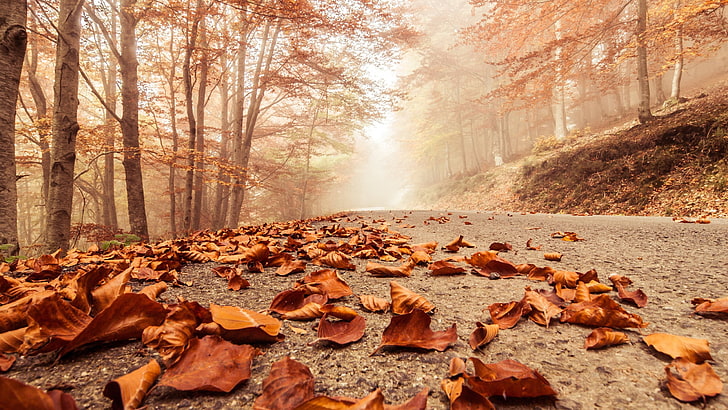 brown and white floral area rug, fall, road, trees, HD wallpaper