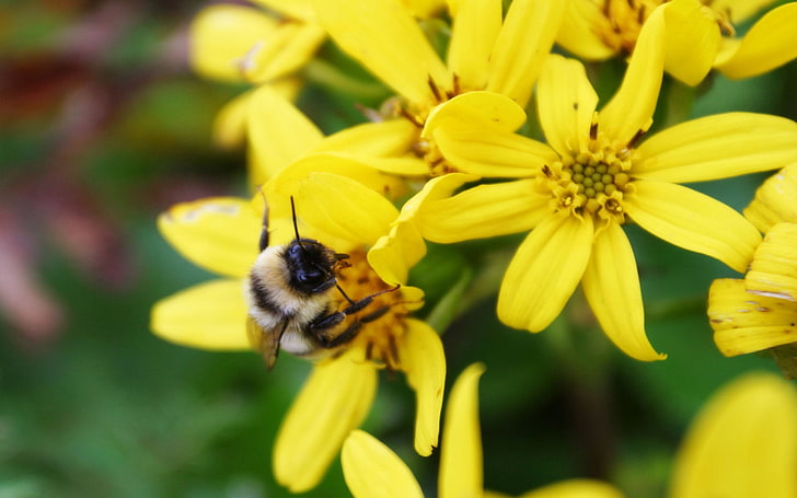 white and yellow honeybee, bee, flower, petals, pollination, HD wallpaper