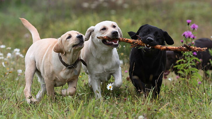 キャッチ、白犬、ペット、スティック、子犬、黒犬、ラブラドール、自然、遊ぶ犬、動物、 HDデスクトップの壁紙