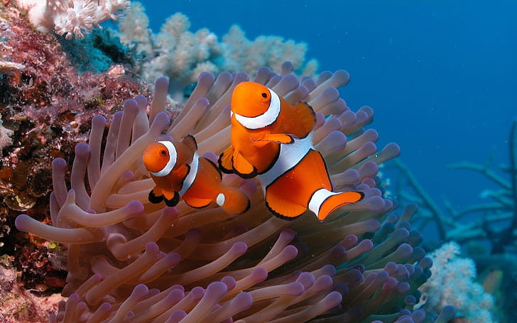 Underwater world, beautiful clown fish, Underwater, World, Beautiful, Clown, Fish, HD wallpaper