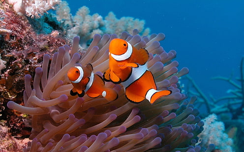Underwater world, beautiful clown fish, Underwater, World, Beautiful, Clown, Fish, HD wallpaper HD wallpaper