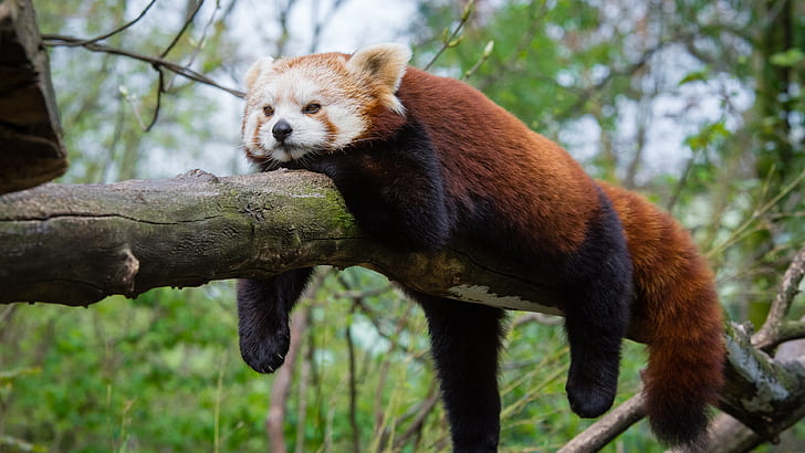 röd panda, ailurus fulgens, röd kattbjörn, bambuätare, vilda djur, söt, rolig, vila, liggande, gren, HD tapet