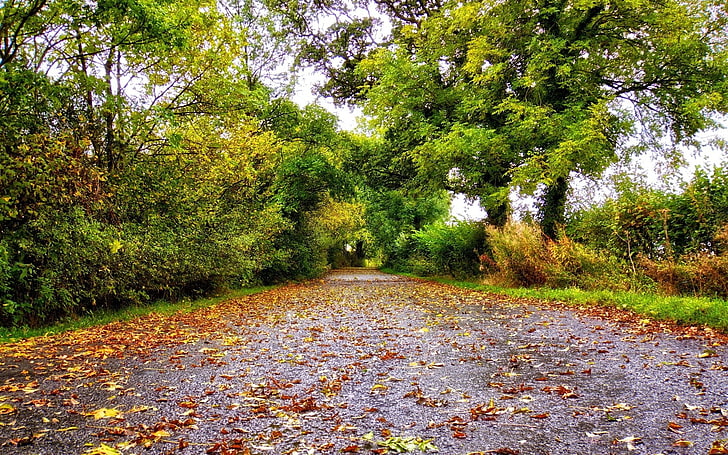 деревья, листья, дорога, HD обои