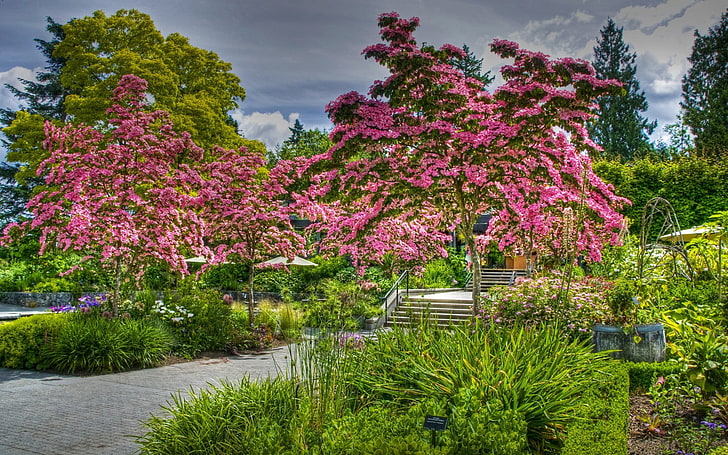 fotografia de paisagem de árvores com pétalas de rosa, parque, jardim, árvores, plantas, HD papel de parede
