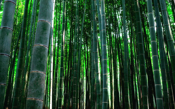 Bamboo Green HD, nature, green, bamboo, HD wallpaper