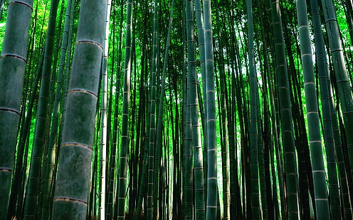 Bamboo Green HD, ธรรมชาติ, สีเขียว, ไม้ไผ่, วอลล์เปเปอร์ HD HD wallpaper