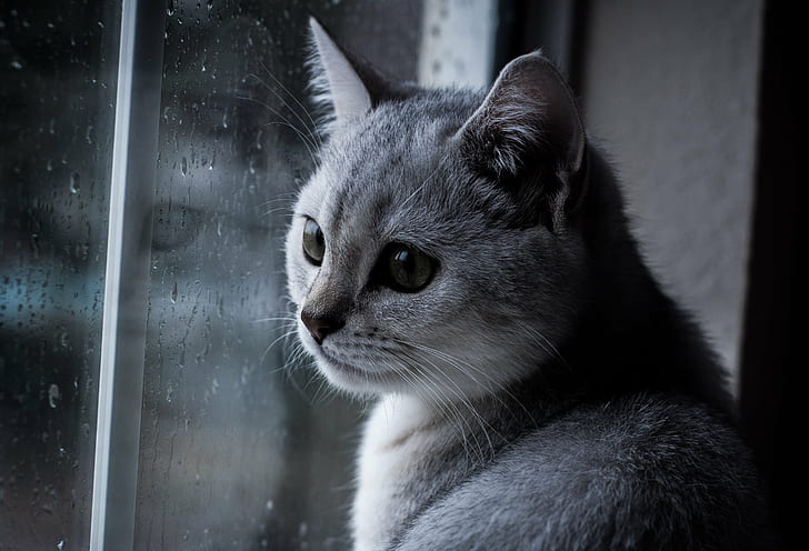 gray cat in window glass panel, Rainy Day, window glass, glass panel, british shorthair  cat, photography, f/1.8, series, Nikon  d40, domestic Cat, pets, animal, cute, looking, HD wallpaper