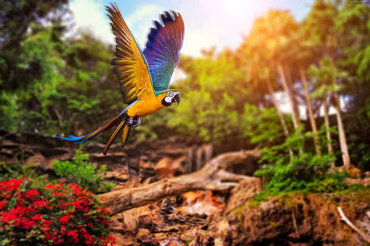 blue, flying parrot, yellow, HD wallpaper