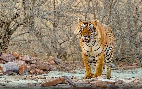 Tiger Male National Park สำหรับสัตว์ป่า Ranthambore ในราชสถานอินเดียสัตว์เดสก์ท็อปวอลล์เปเปอร์ Hd สำหรับแท็บเล็ตพีซีและมือถือ 3840 × 2400, วอลล์เปเปอร์ HD HD wallpaper