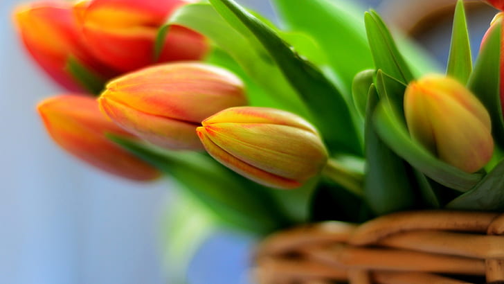 Tulipas laranja, flores buquê na cesta, laranja, tulipas, buquê, flores, cesta, HD papel de parede