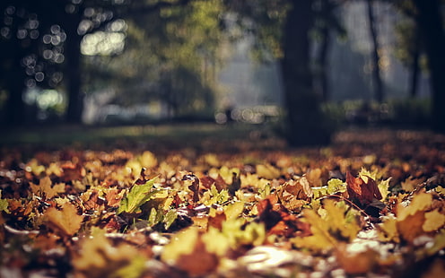 foglie marroni e verdi, natura, foglie, caduta, luce solare, profondità di campo, parco, Sfondo HD HD wallpaper