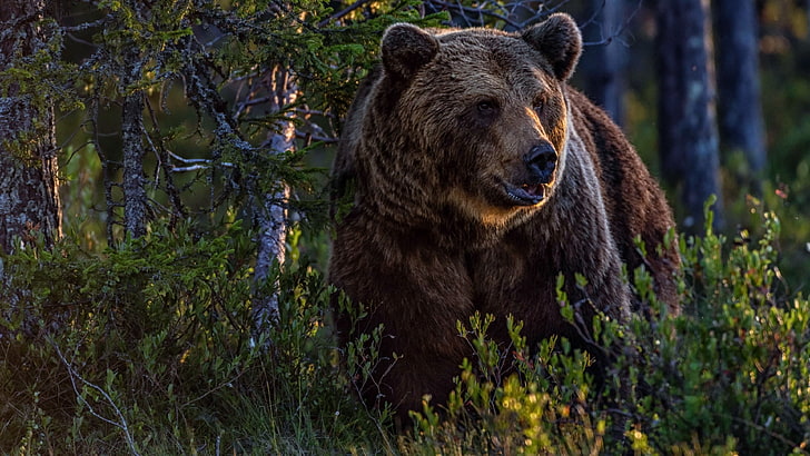 urso pardo, região selvagem, urso, animal terrestre, animais selvagens, floresta, HD papel de parede