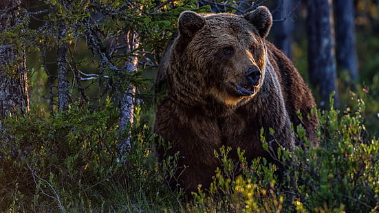 медведь гризли, пустыня, медведь, земное животное, живая природа, лес, HD обои HD wallpaper