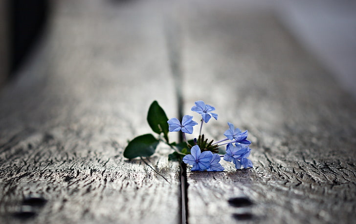 blue petaled flowers, macro, plants, flowers, HD wallpaper