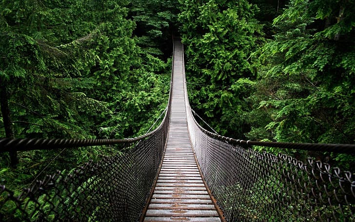 ป่าฝนอเมซอน ป่าฝน ป่าไม้ ธรรมชาติ สีเขียว พื้นหลังสีเขียว ทางเดิน เดินบนยอดไม้ สะพาน, วอลล์เปเปอร์ HD