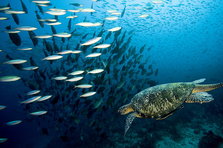 تحت الماء ، الحيوانات ، السلاحف ، الأسماك، خلفية HD
