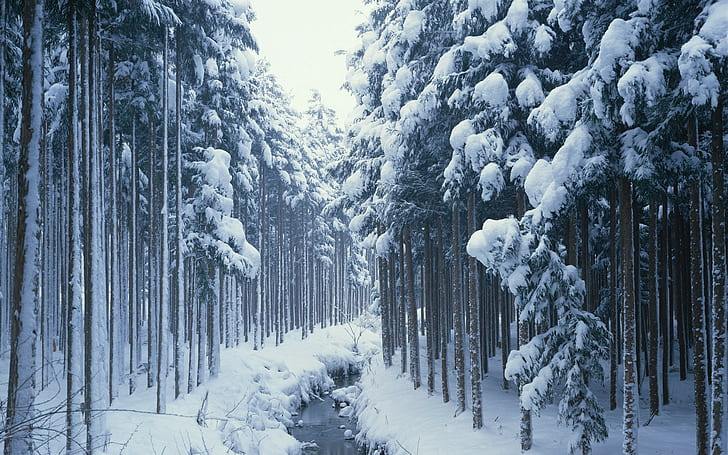 дорога, снег, замерзшая река, деревья, зима, HD обои