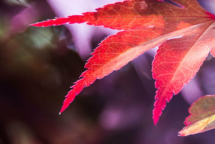 red plant, acer, acer, Acer, plant, Japanese  maple, red  leaf, d610, nikkor, leaf, autumn, nature, season, tree, red, forest, close-up, branch, HD wallpaper