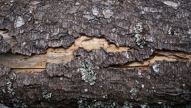 nature, tree bark, wood, wood texture, log, HD wallpaper