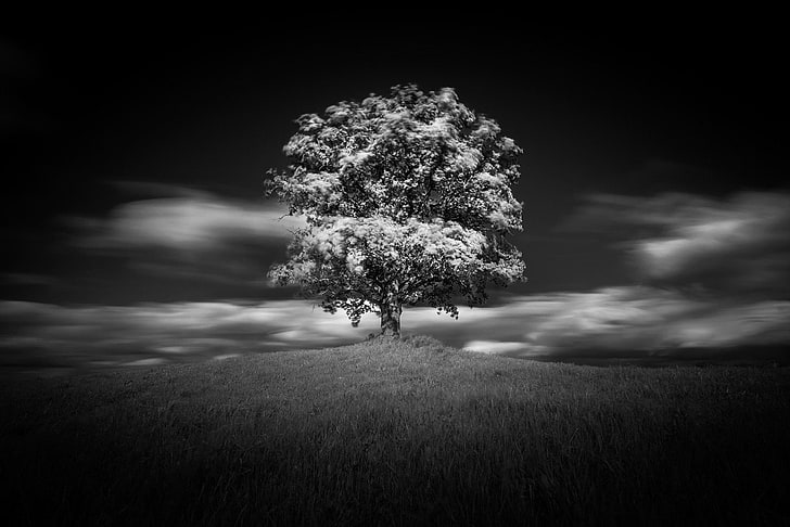 Trees, Tree, Black & White, Lonely Tree, Nature, HD wallpaper |  Wallpaperbetter