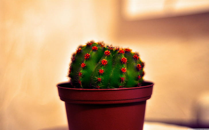 cactus, HD wallpaper