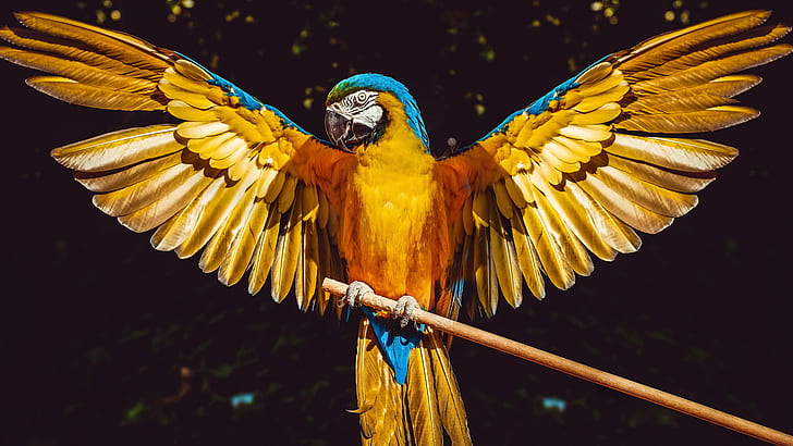 Burung, Macaw Biru-dan-Kuning, Burung, Bayan, Wallpaper HD