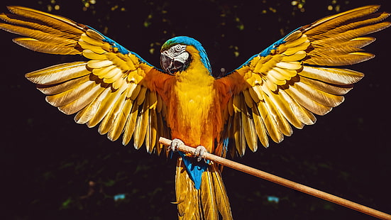 Fåglar, blå-och-gul ara, fågel, papegoja, HD tapet HD wallpaper