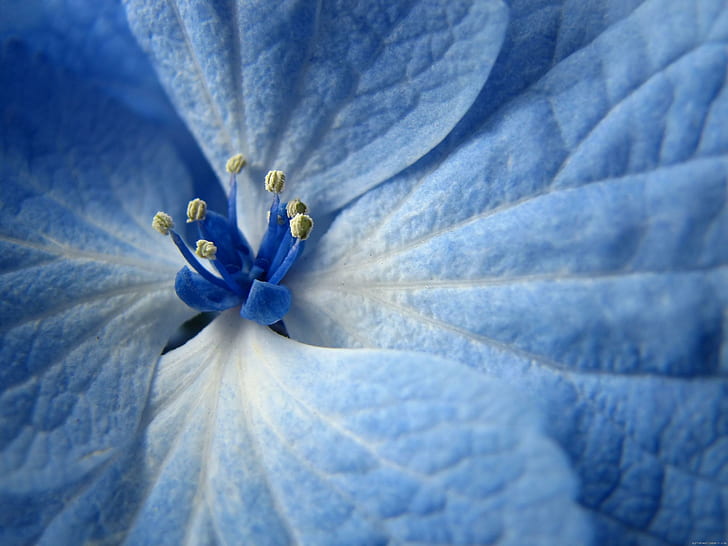 Blue flower, blue flower, blue, flower, nature, HD wallpaper