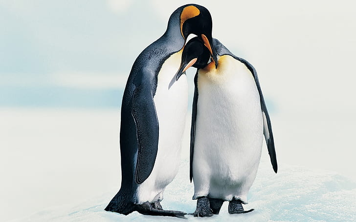 Penguins in Love, HD wallpaper